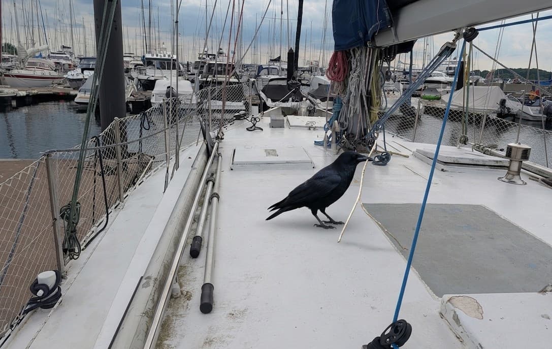 Bezoek aan boord: Wat een kleine kraai achterliet op de Zina